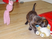 Bentley im Spiel