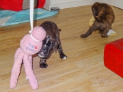 Bentley und die Krake Wubba