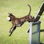 IGP 2 - Rücksprung 1 Meter Hürde mit Bringen