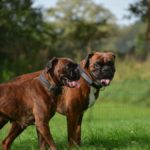 Briska und Cashew vom Hummelsbütteler Moor