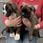 Fredo und Fritzi vom Alsterkrug