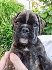 Bentley
