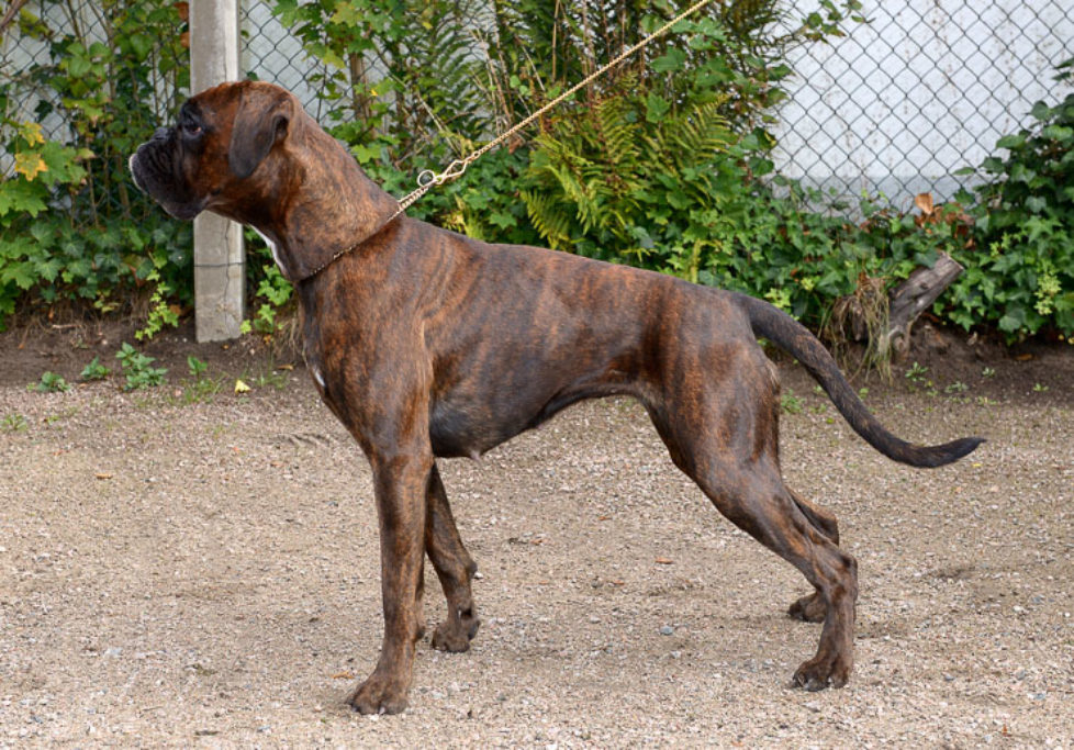 unsere_hunde-04 Briska vom Hummelsbütteler Moor