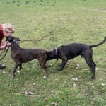 ein bisschen gut zureden....