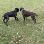 Kennenlernen Drago und Elodie