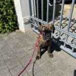 Fairy kurz vor der Abreise